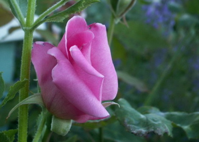 Teahibrid rózsa / Eifel Tower